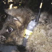 Tracking Possums with RFID