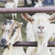 Tracking the Health of a Goat Herd with RFID